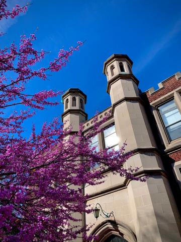 Haydn Hall (front) with pink flowers in spring