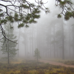 Misty woods landscape with tall trees and fog