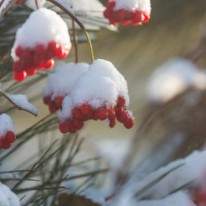 Winter berry