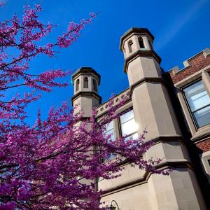 Haydn Hall (front) with pink flowers in spring