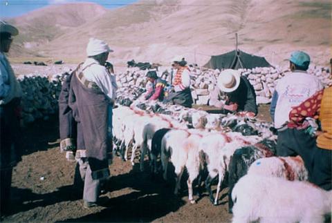 Officials and nomads checking the sheep to be loaned out in Nyingo, Pala, in 2004