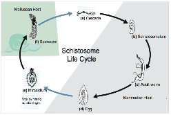 schistosome life cycle