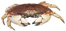 Crab (Cancer borealis)