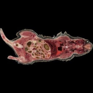 A cryo-imaged section of a mouse from above