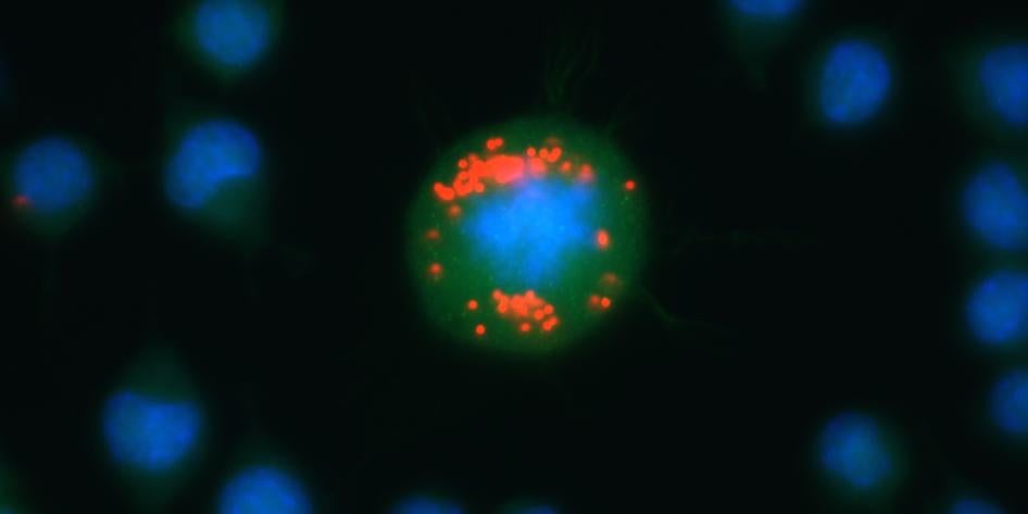 Microscope photo of Primary Microglia Cells, phagocytosing red fluorescent nanoparticles