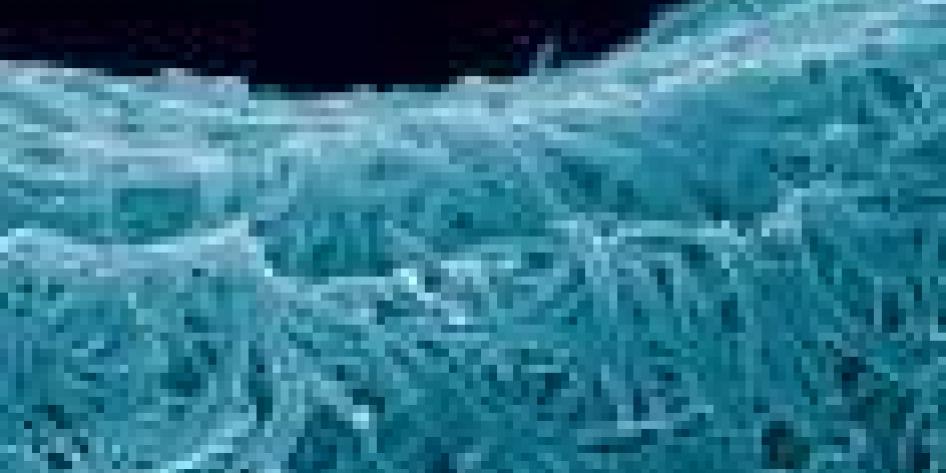 Microscope image of overlapping cellulose fibers shown in blue tones
