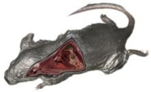 3D visualization of a whole mouse with cutaway depicting tissue and bone
