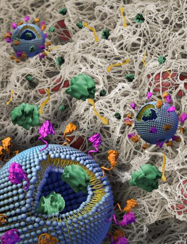 Nanoparticles in Fibrin