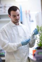 Someone working in lab room examining plant with hands.jpeg