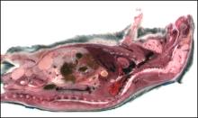 Cross section image of a mouse