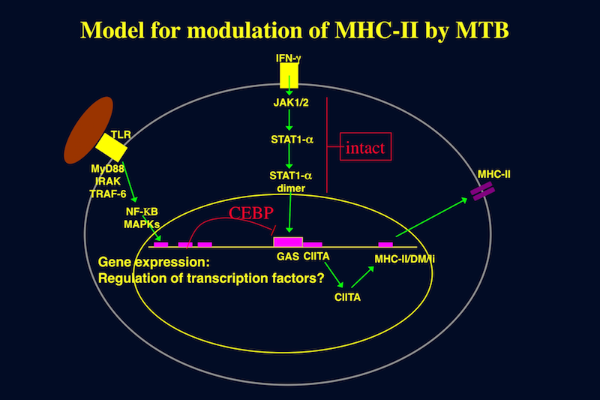 Model for modulation of MHC-II by MTB