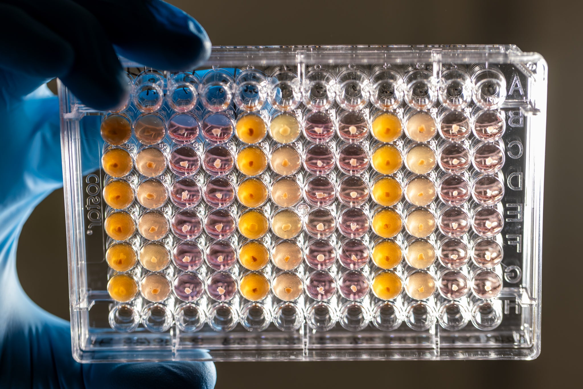 Gloved hand holding a laboratory multi-well plate containing rows of color-coded liquid samples.