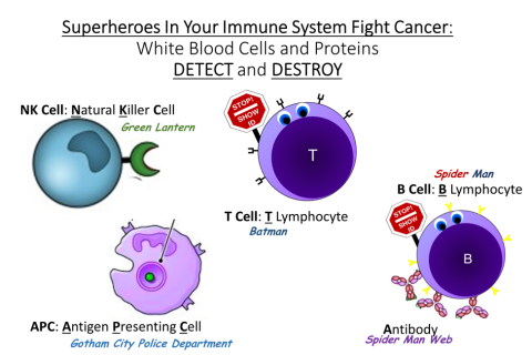 Superheros in your immune system