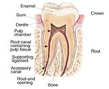 Diagram of one tooth with explanation of its parts.