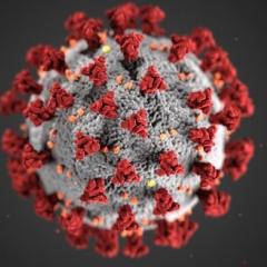 Corona Virus