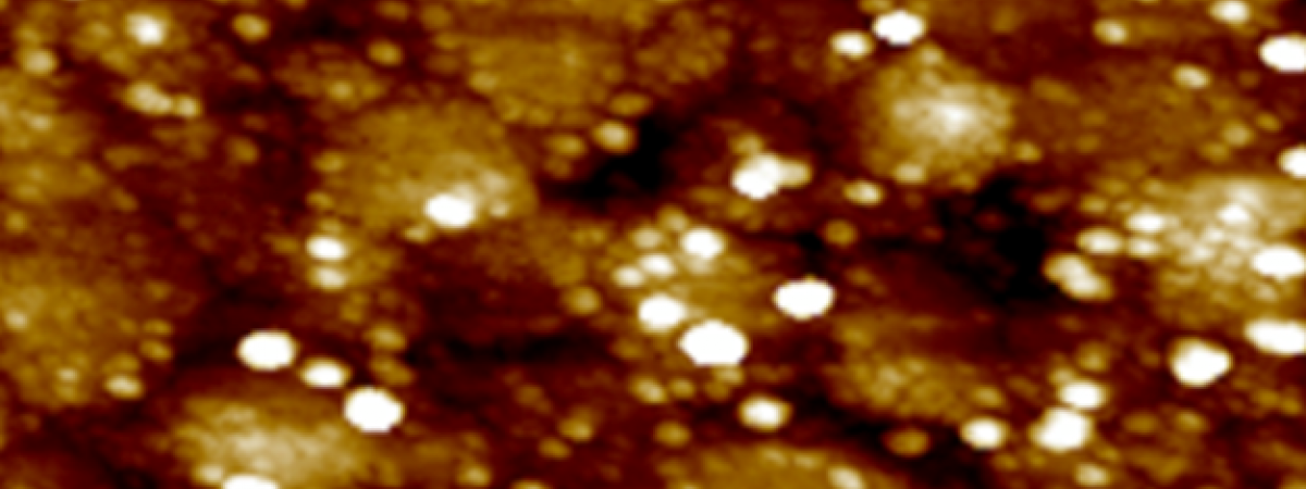 Atomic force microscopy of elastin peptides on gold