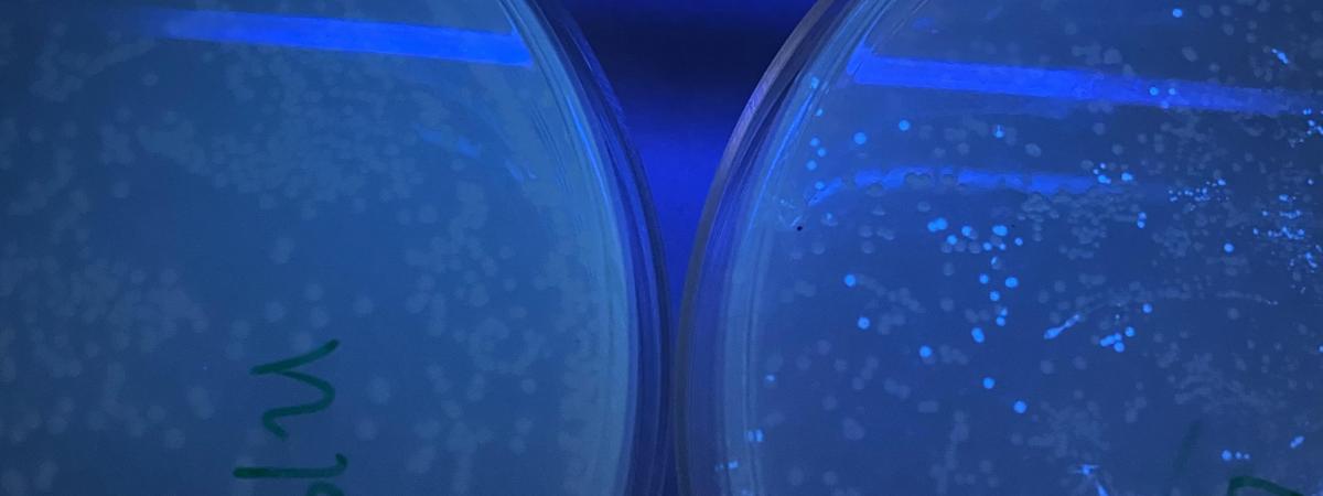 Image showing fluorescent bacteria colonies