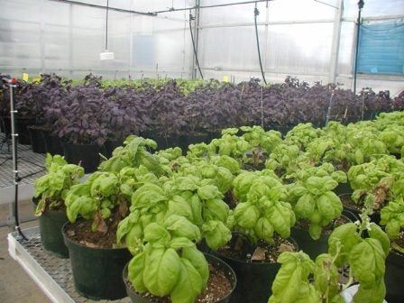 Inside of greehouse with Basil plants
