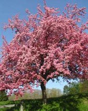 Photo of Cherry Tree in bloom