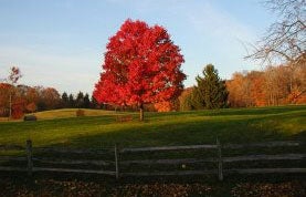 Photo of Red Maple Tree in field of green grass