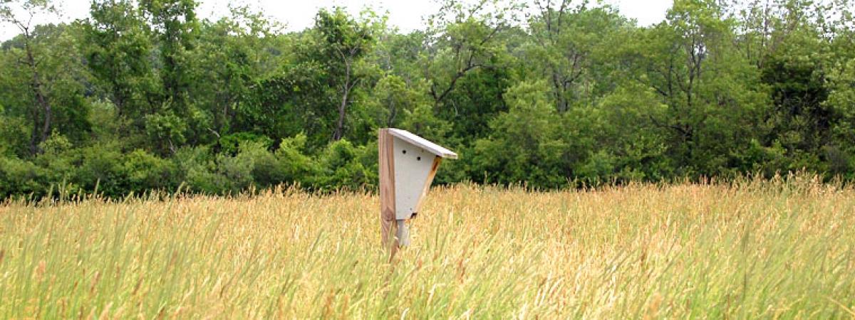 Mid range image of wooden birdfeeder in a field of tall grass, with green trees in background