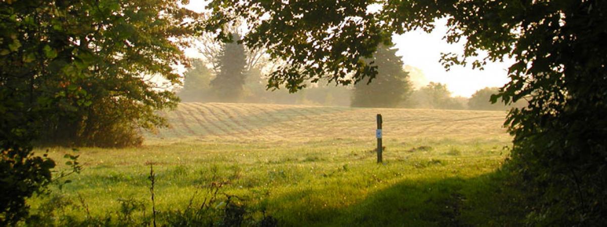 View from a wooded area into an open cultivated field full of bright sunshine some large green trees in the background