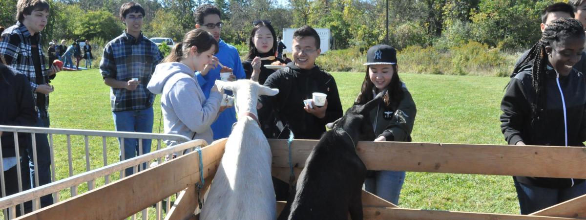 Farm animal Petting Zoo