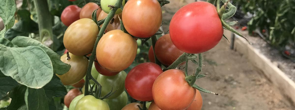 Cherry tomatoes in the hoop houses