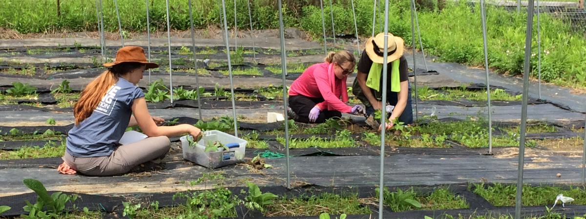 Plant Research