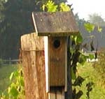 wooden birdfeeder on wooden post in green outdoor environment