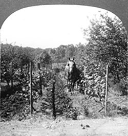 Old photo of horse driven through a vineyard with trees on sides and in background