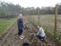 Three students planting in the CWRU Wade Vegetable Garden