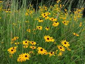 Black-eyed Susan daisies in a field of tall grass