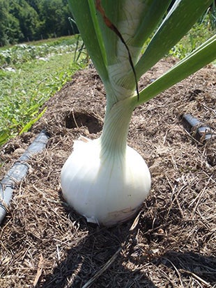Large onion newly harvested