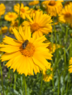 Coreopsis