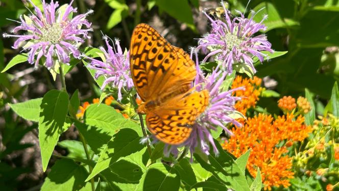 An orange butterfly flares its wings while perched amongst orange butterfly weed and pale purple bee balm flowers