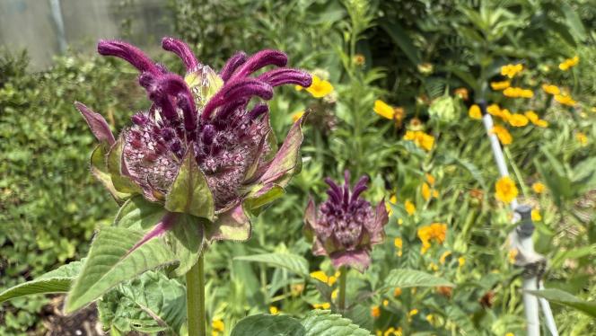 Deep purple bee balm flower