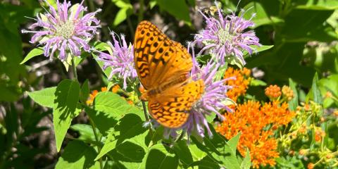 An orange butterfly flares its wings while perched amongst orange butterfly weed and pale purple bee balm flowers