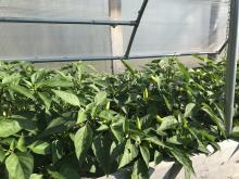 Cold Frames peppers