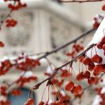 Red berries hanging from tree covered by snow