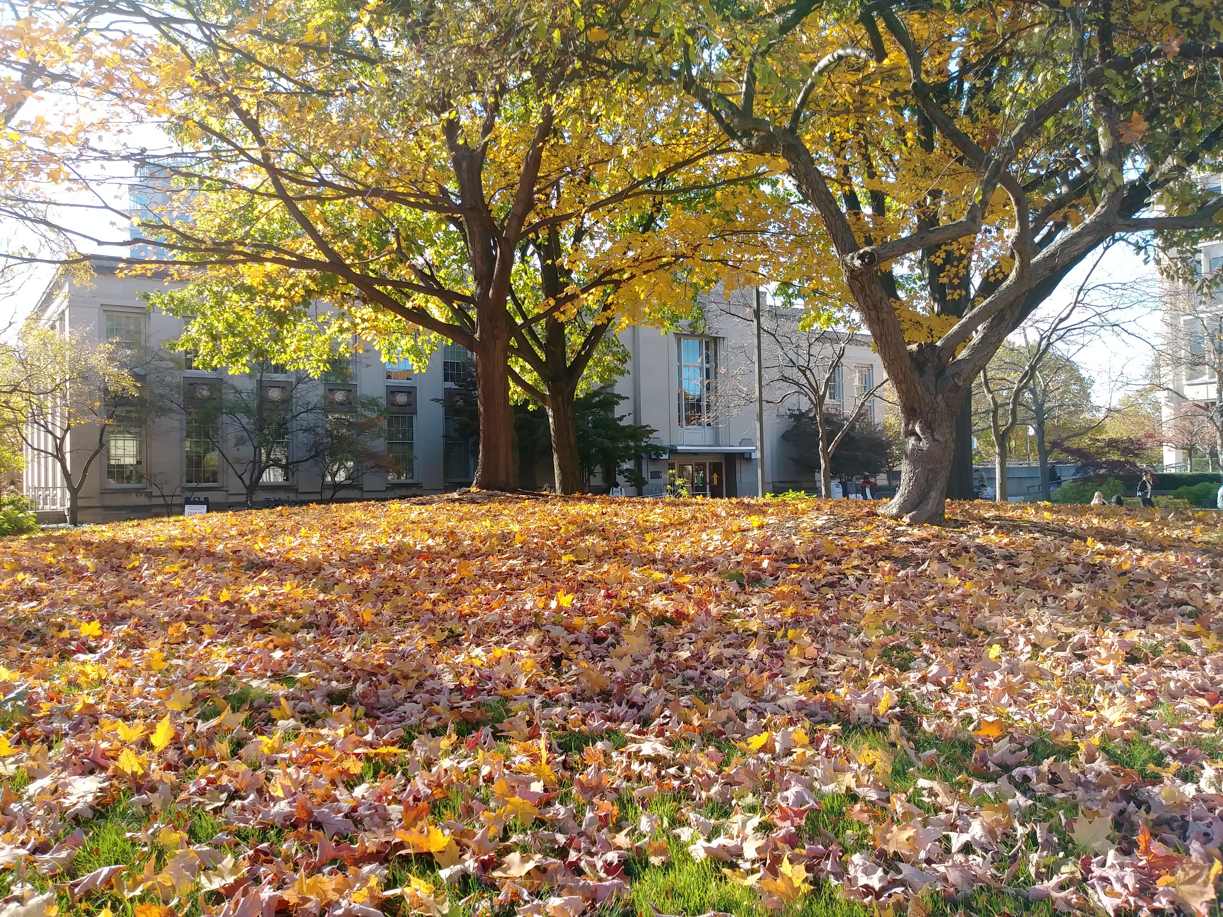 Tomlinson Hall on Main Quad behind colorful autumn leaves November 2021