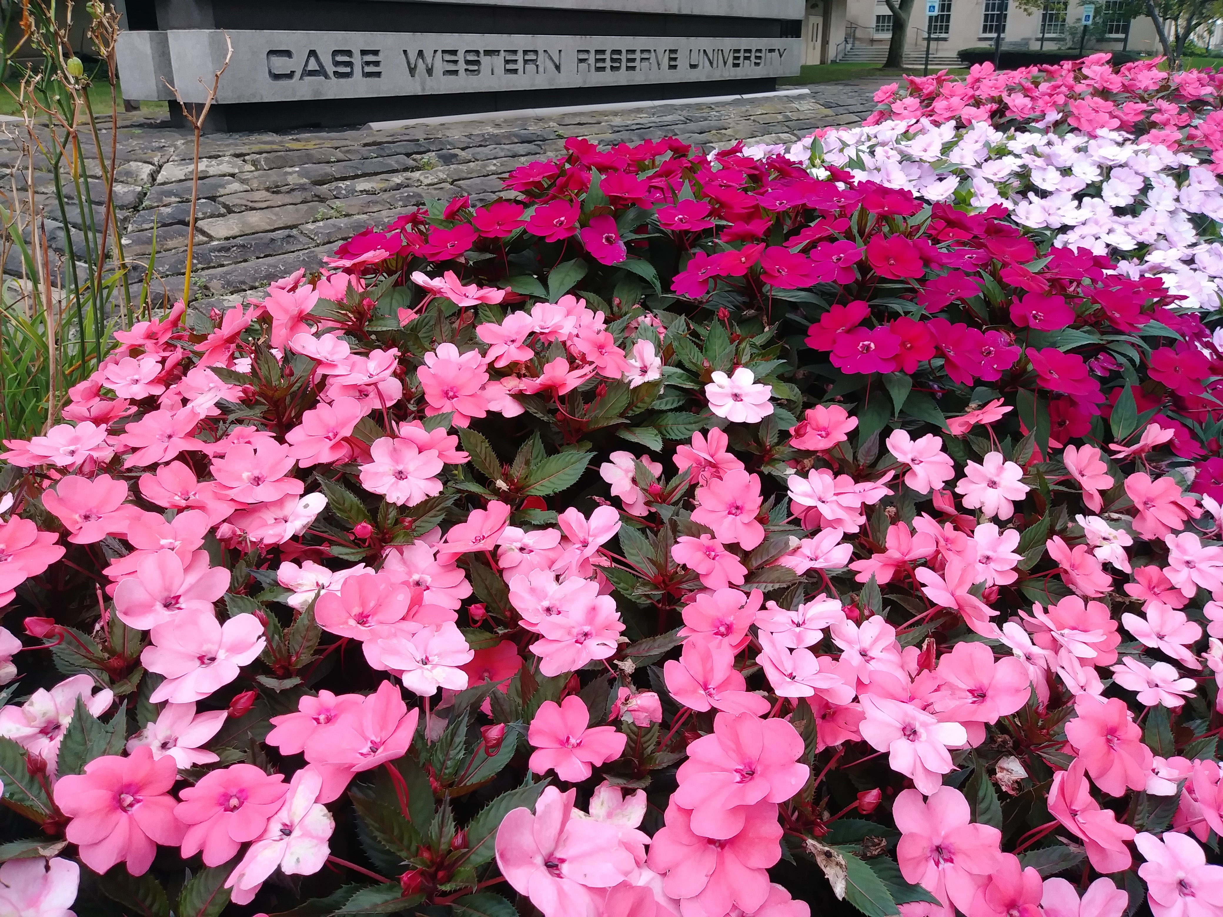 Flowers by the CWRU sign next to Crawford and Tomlinson Halls