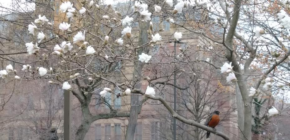 Robin bird in early spring blossoming tree outside Adelbert Hall, April 2019