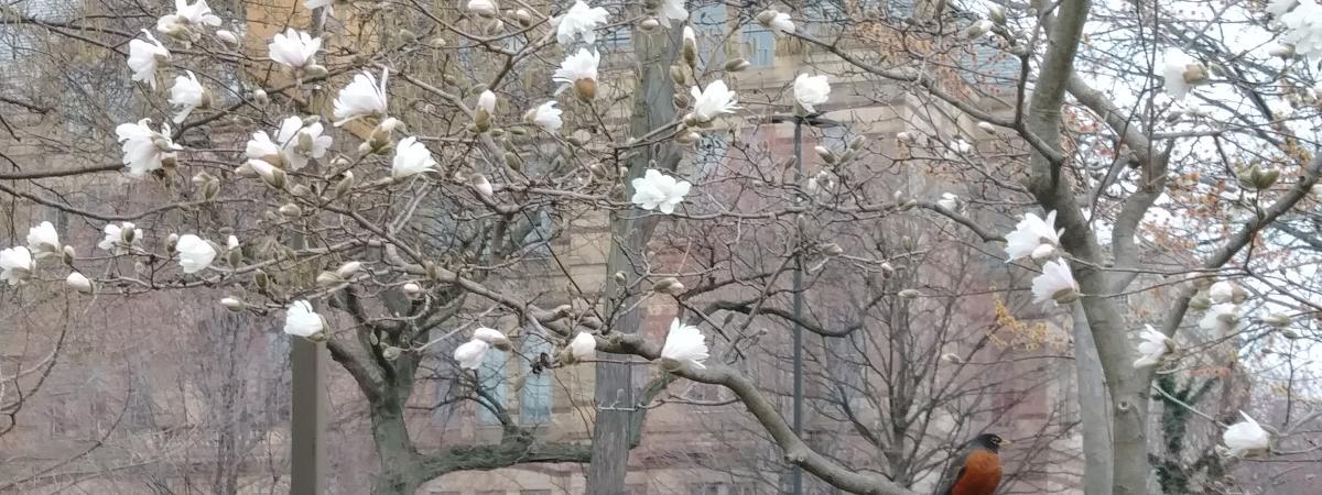 Robin bird in early spring blossoming tree outside Adelbert Hall, April 2019