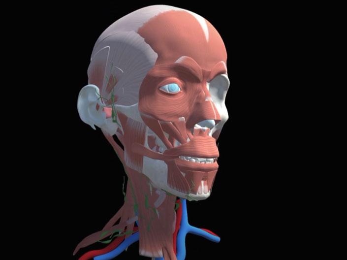 Skeleton of the muscles within a human head
