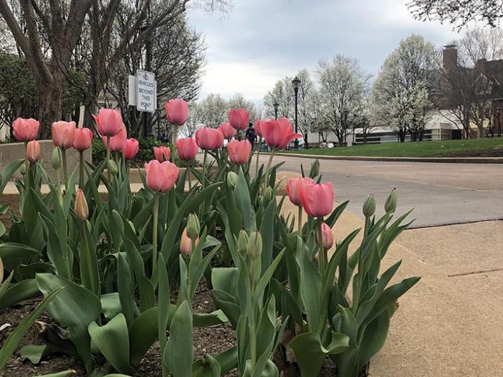 A group of pink tulips in a flower bed
