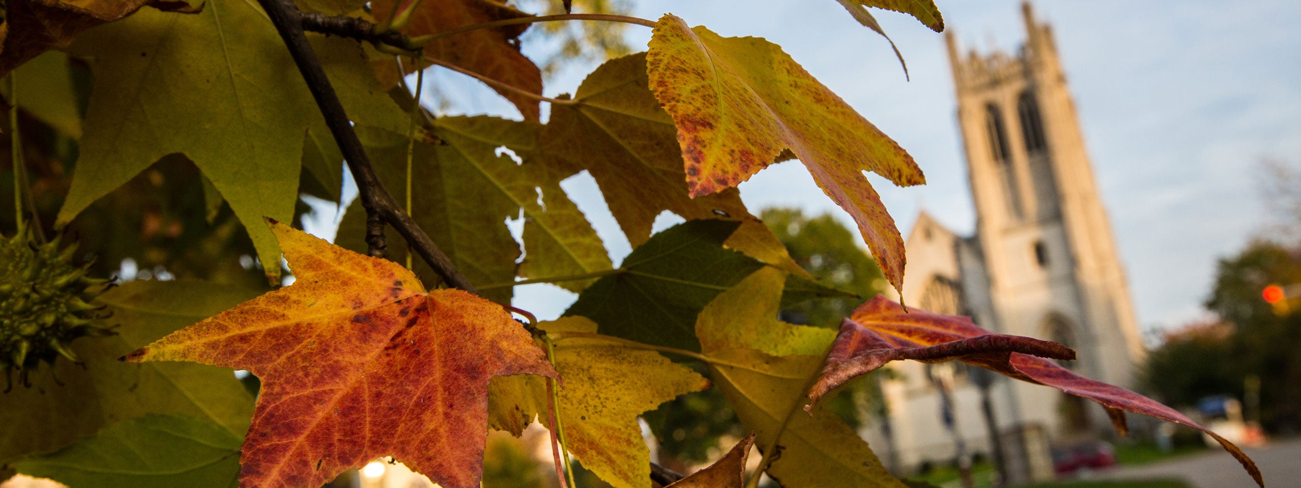 Photo of vibrant fall-colored leaves on a tree with Amasa Stone Chapel visible in the background
