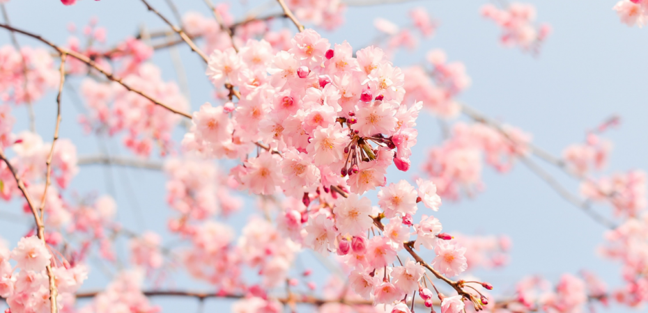 Branches of pink cherry blossoms