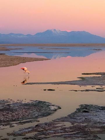 A flamingo drinks from a body of water at sunrise