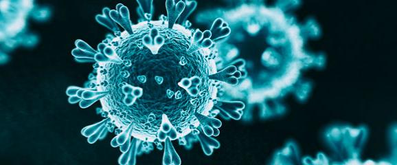 Coronavirus cells as seen under a microscope